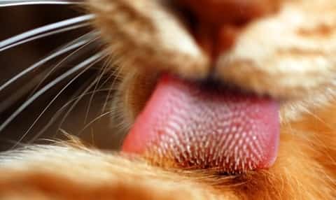 Cat licks owner