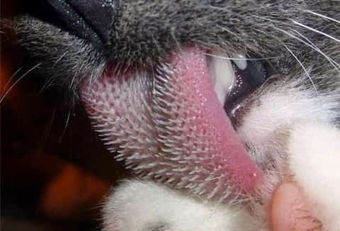 Cat licks