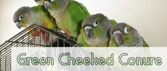 Green-Cheeked Conure