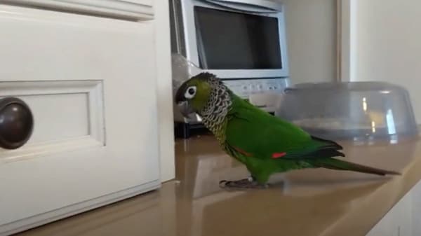 Black-capped Conure in Kitchen