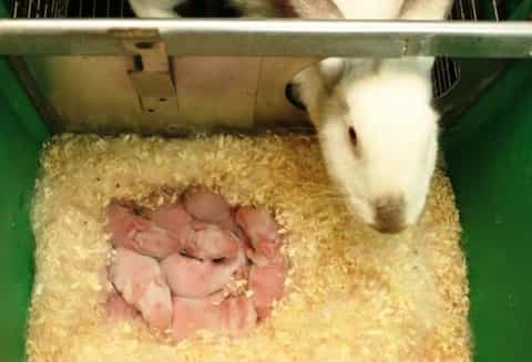rabbit mom kills own babies