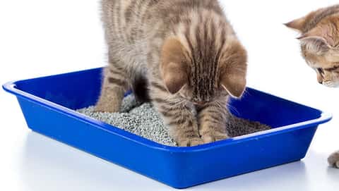 how to litterbox train a kitten