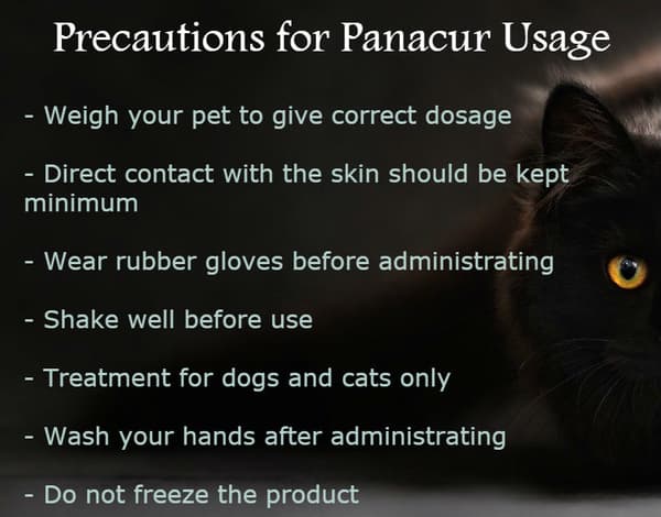 Panacur for cats: main precautions