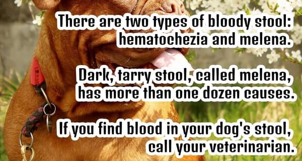 digested blood stool in dogs