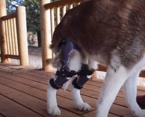 Dog knee braces for both back legs