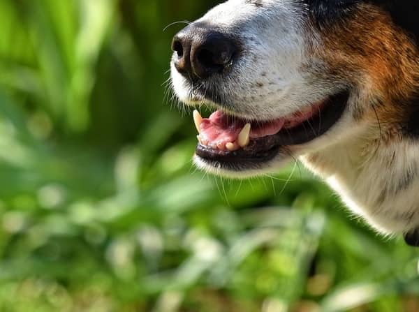 Dosage of Gabapentin for Anxiety in Dogs