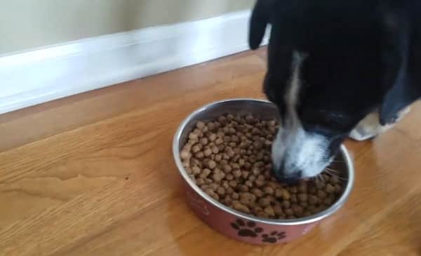Dog eats best dry food