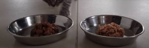 Cat and canned food
