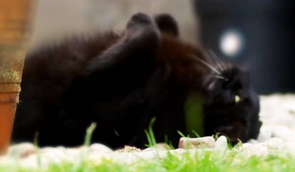 Black cat got some catnip
