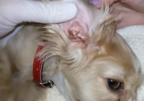 Homemade Dog Ear Infection Solution