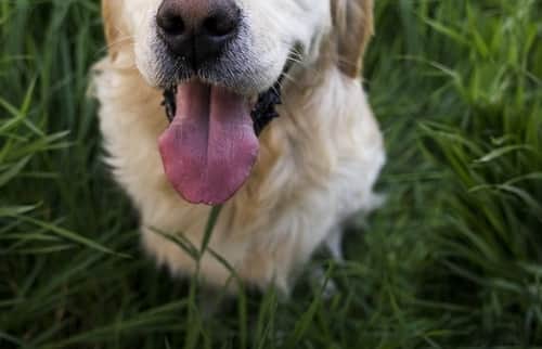 Why Do Dogs Eat Certain Grasses?