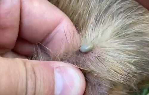 Dog Bitten by a Tick: Main Dangers – Pet Health