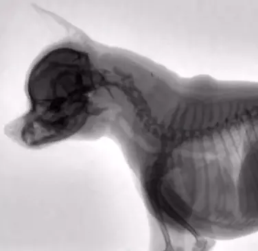 Swallowing disorder in dogs