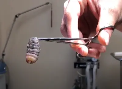 This is the kind of wolf worm the vet pulled out of the nose of a red-haired kitten.