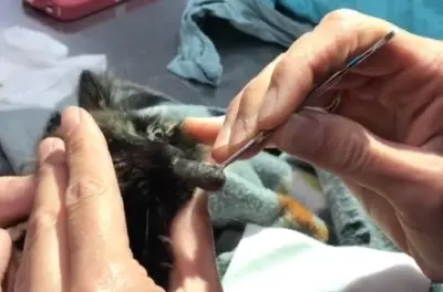 A cat's nose is a popular place for a wolfworm. The victim was a black kitten. But he was saved.