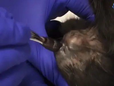 The parasite is pulled out of the cat's chest.