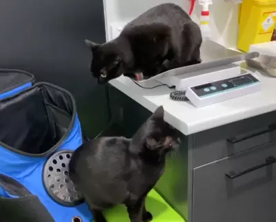 Black cats plot how not to take Pepcid AC