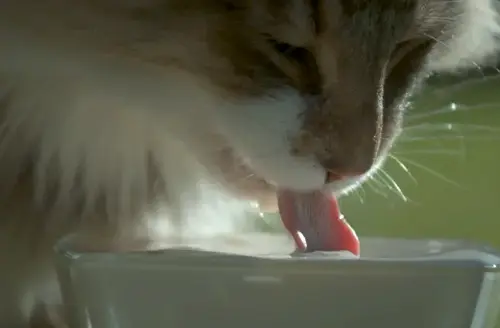 How to help a cat in a hot weather