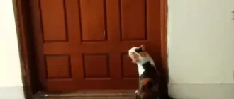 the cat meows patiently at the door