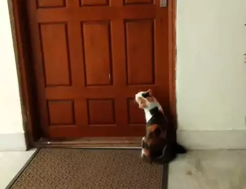 the cat meows patiently at the door