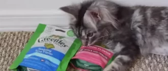 A difficult choice for a Maine Coon kitten - to eat or not to eat