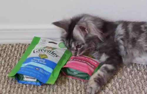 A difficult choice for a Maine Coon kitten - to eat or not to eat