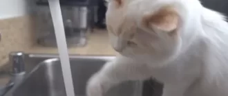 The kitten does not yet know that he can be washed with human shampoo