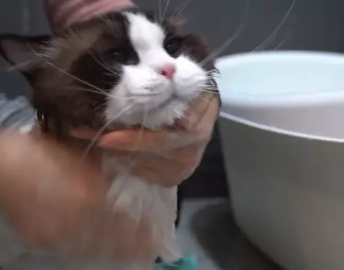 The cat was persuaded to take a bath