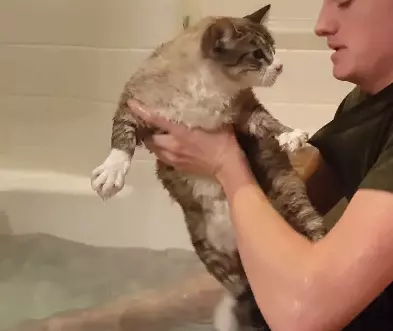 Cats are adept at fighting off bathing with the "wrong" shampoo