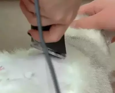 Grooming a cat's coat causes irritation and dandruff