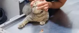 the cat was brought to the vet
