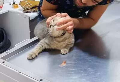 the cat was brought to the vet