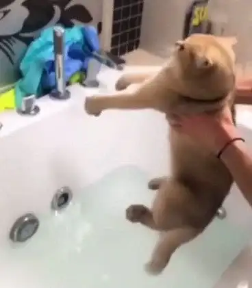 Cats don't like to bathe. Not a problem.