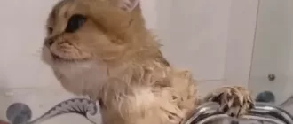 Learning to bathe a cat