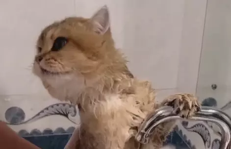 Learning to bathe a cat