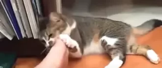 a kitten bites a man's foot