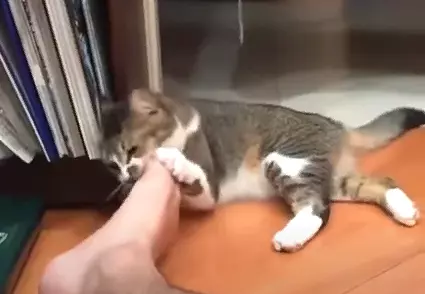 a kitten bites a man's foot