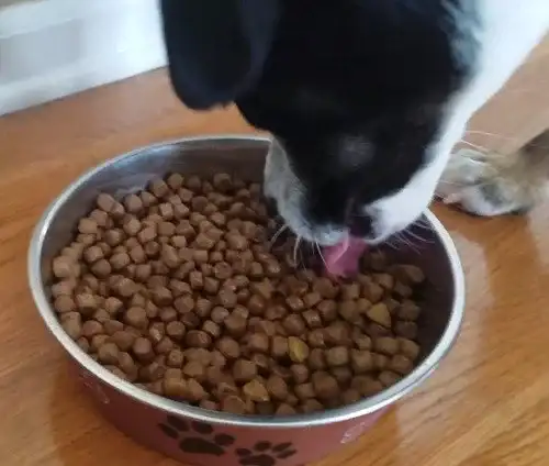dog starts eat