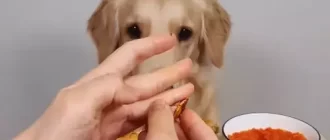 dog not eating
