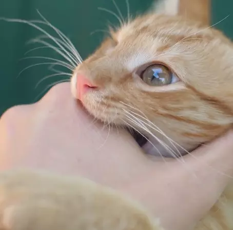 21 reasons why your cat bites you when you pet it