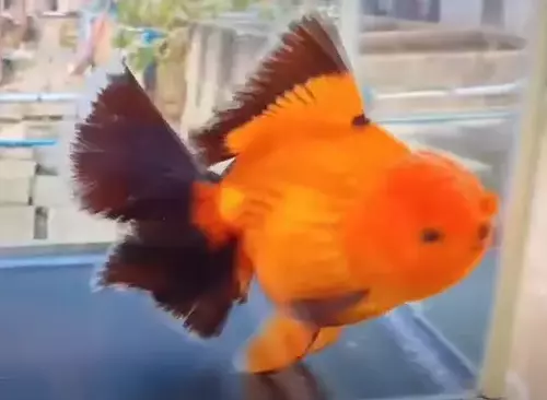 A goldfish's big head is not necessarily a consequence of great intelligence