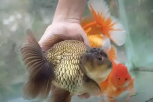 This is what a sick goldfish looks like.