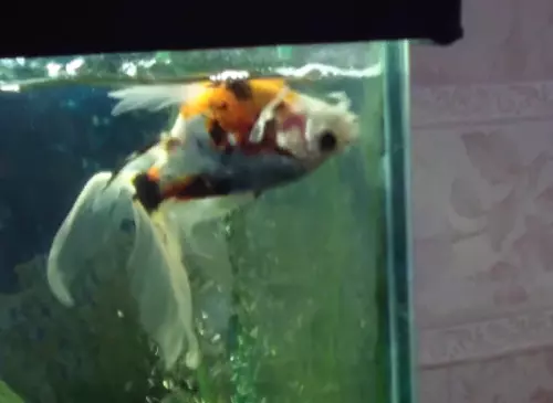 A goldfish swims upside down. That's no reason to be proud.