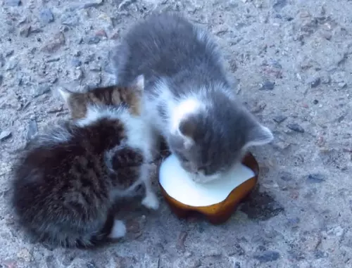 Kittens drink milk from a bowl