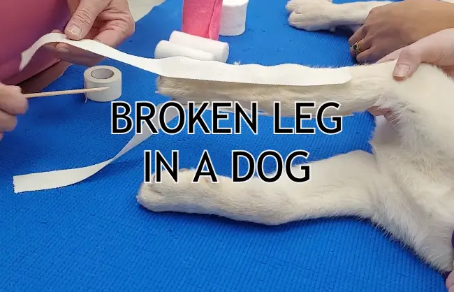 broken leg in a dog