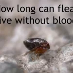 how long can fleas live without blood