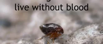 how long can fleas live without blood