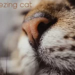 Sneezing cat