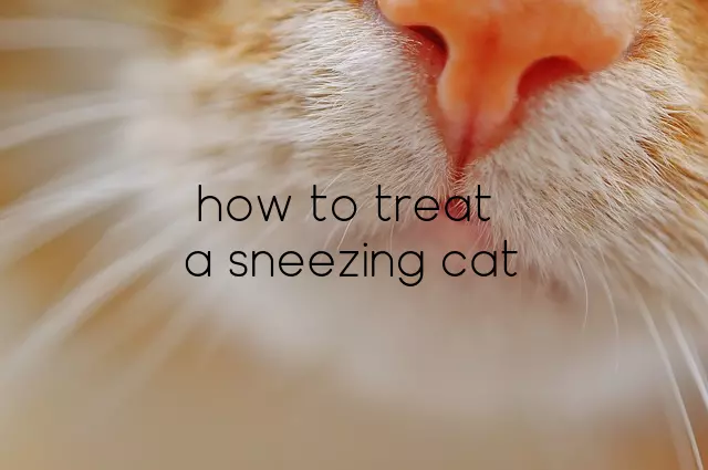 how to treat a sneezing cat