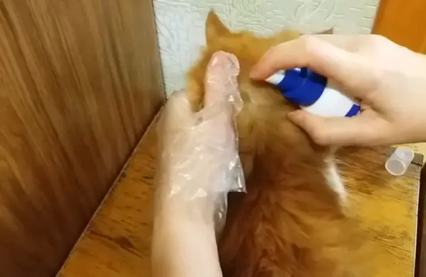 The red cat is sprayed with flea and tick repellent (a spray of medicine on the withers).